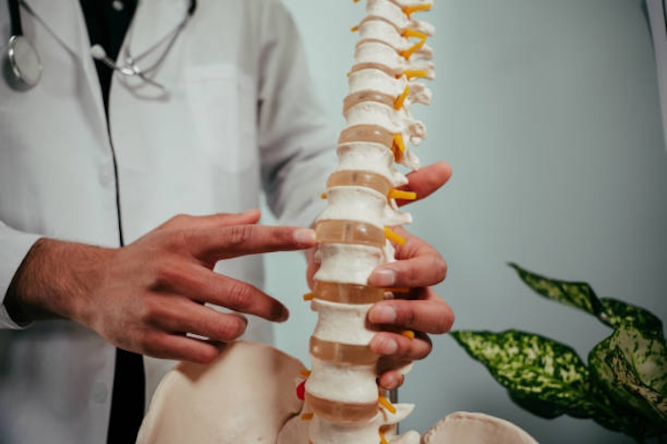 Mixed race male doctor holding skeleton explaining to patient areas of the spine pointing with finger. High quality photo